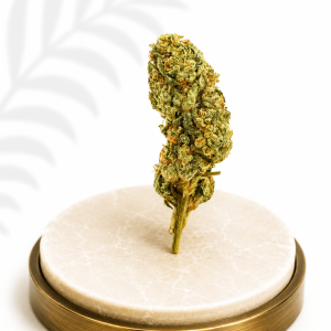 Premium Greenhouse White Widow Hybrid 15% THC
