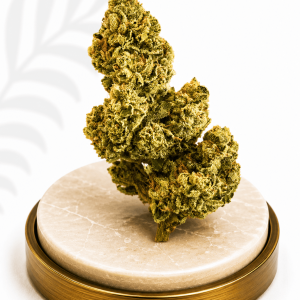 Premium Greenhouse Maui Wowie Sativa 20% THC