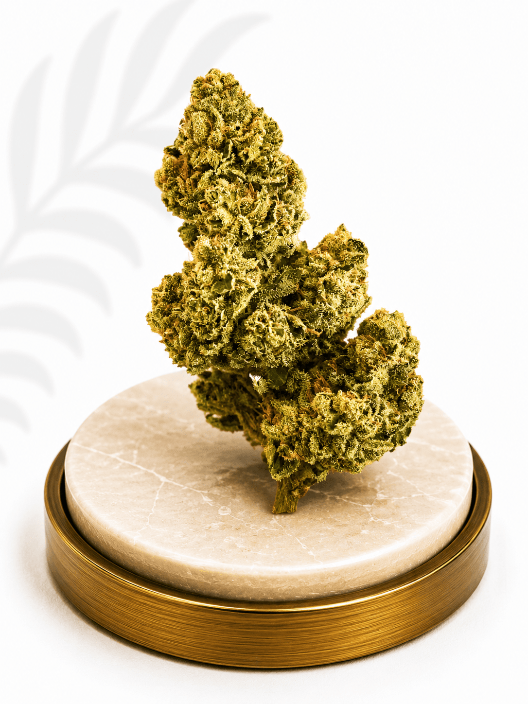Premium Greenhouse Maui Wowie Sativa 20% THC