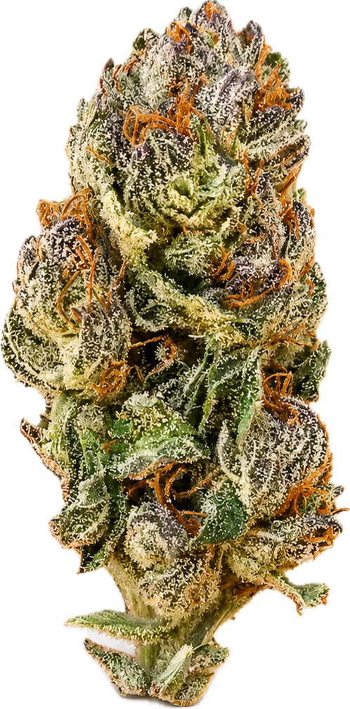 Boutique Indoor Jealousy Hybrid 32% THC