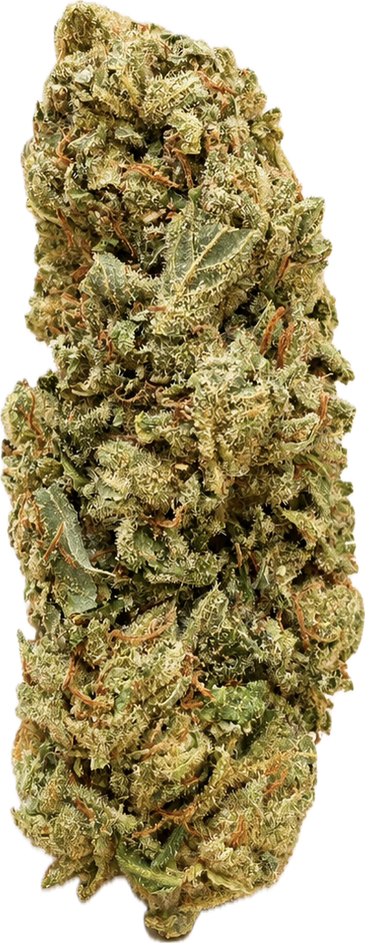 Standard Greenhouse Blackberry Hybrid 17% THC